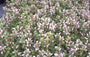 Gevlekte dovenetel - Lamium maculatum 'Shell Pink'