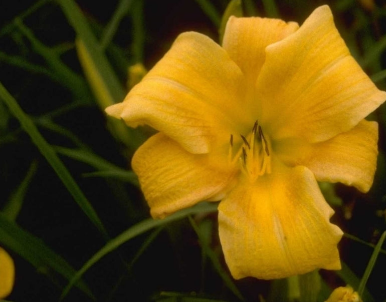 Daglelie - Hemerocallis 'Chloe's Child'