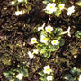 Sleutelbloem - Primula x margotae 'Helge'