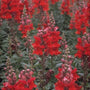 Grote leeuwenbek - Antirrhinum majus 'Coronette Crimson'