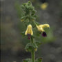 Salie - Salvia Bulleyana
