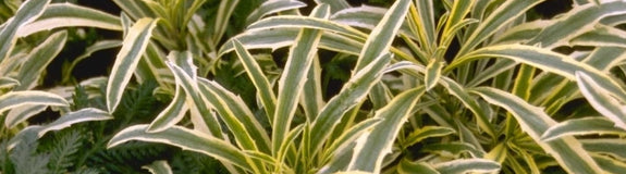 Steenraket - Erysimum linifolium 'Variegatum'