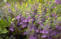 Glidkruid - Scutellaria scordiifolia