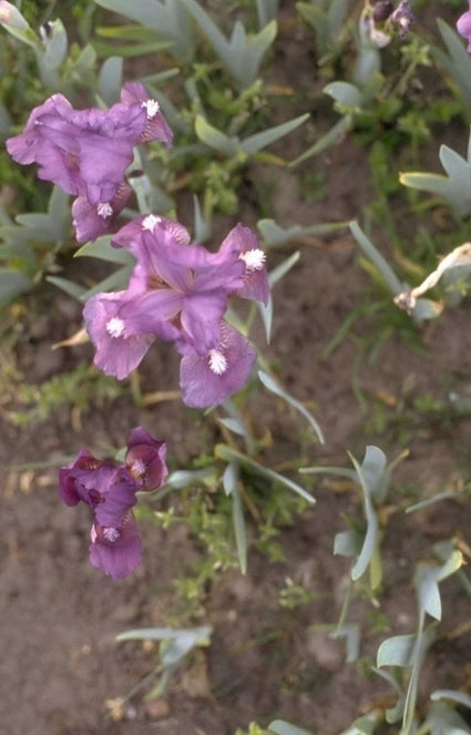 Iris 'Little Vanessa'