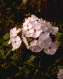 Flox - Phlox 'Schneerausch'