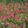 Ooievaarsbek - Geranium macrorrhizum 'Bevan's Variety'