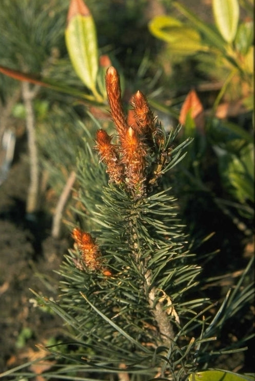 Grove den - Pinus sylvestris 'Bonna'