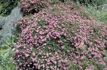 Spierstruik - Spiraea japonica 'Bullata'