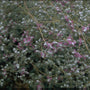 Marjolein - Origanum microphyllum