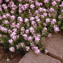Aethionema - Aethionema armenum 'Warley Rose'