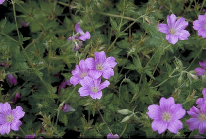 Ooievaarsbek - Geranium x oxonianum 'Summer Surprise'