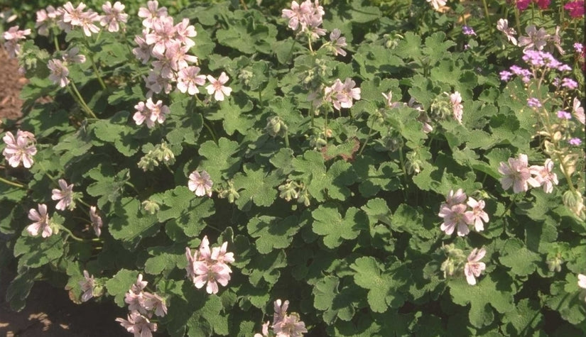 Ooievaarsbek - Geranium renardii