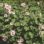 Ooievaarsbek - Geranium renardii