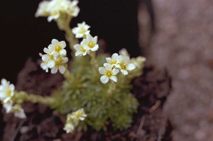 Saxifraga x apiculata 'Alba'