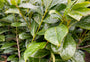 Wintergroene haagplant Prunus laurocerasus 'Novita'