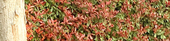 Red robin Photinia haagplant unieke haag