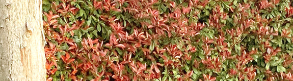 Red robin Photinia haagplant unieke haag