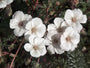 reigersbek-Erodium-chrysanthum.jpg