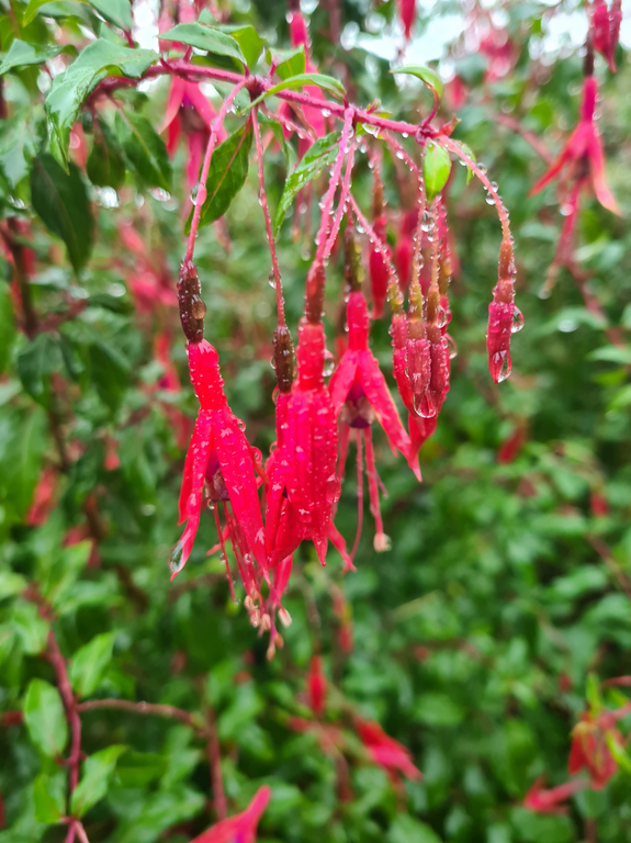 Vaste planten borderpakket halfschaduw kopen rood & roze