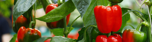 rode paprika plant