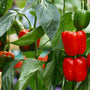 rode paprika plant
