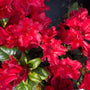 rododendron-scarlet-wonder.jpg
