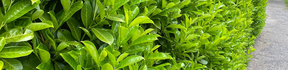 rotundifolia laurier haag