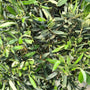 bladstructuur olijfboom