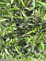 bladstructuur olijfboom