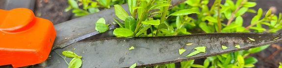 Buxusvervanger ilex stokes gemakkelijk in onderhoud snoeien haagplantje