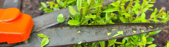 Buxusvervanger ilex stokes gemakkelijk in onderhoud snoeien haagplantje