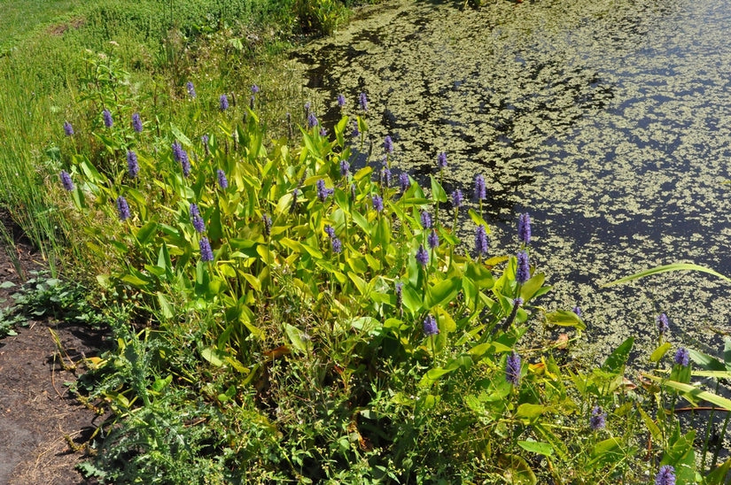 Sagittaria sagittifolia