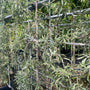 Salicifolia pendula treursierpeer
