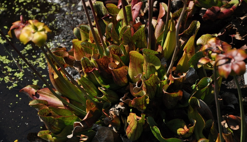 Trompetbekerplant - 'Sarracenia purpurea'