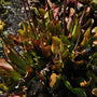 Trompetbekerplant - 'Sarracenia purpurea'