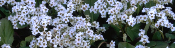 Schoenlappersplant - Bergenia 'Bressingham White'