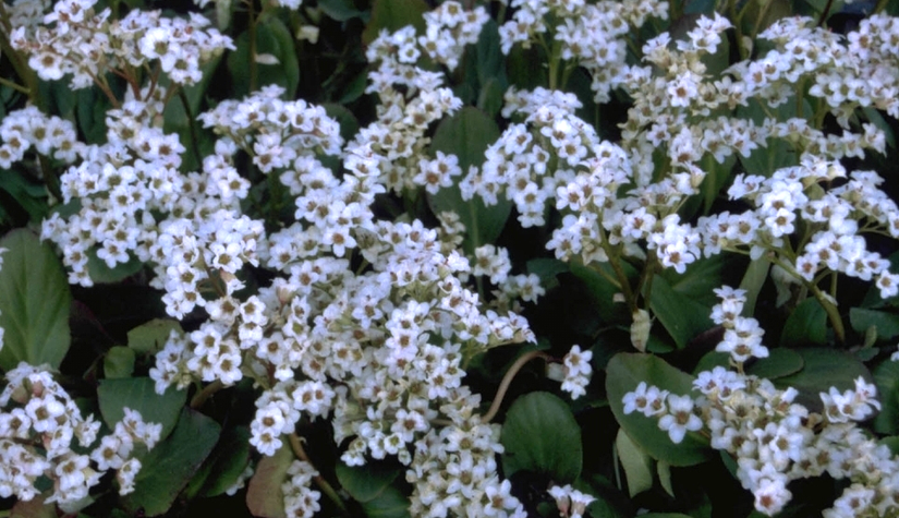 Schoenlappersplant - Bergenia 'Bressingham White'