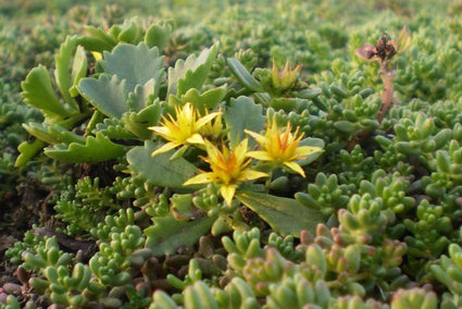 Sedum plantjes duurzaam groendak