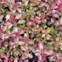 Roze vetkruid - Sedum spurium 'Fuldaglut'