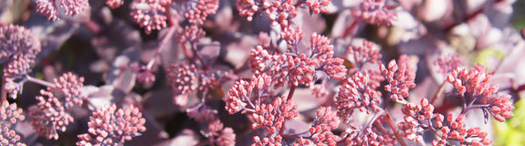 Roze vetkruid - Sedum telephium 'Karfunkelstein'