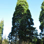 Mammoetboom - familie van de Taxodiaceae