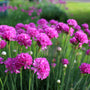 Engels gras groenblijvende roze bloeiende plant