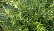 Vleesbes   Sarcococca confusa