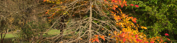 Zwarte tupeloboom - Nyssa Sylvatica 'Wildfire'