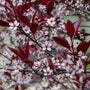 sierkers-Prunus-cistena.jpg
