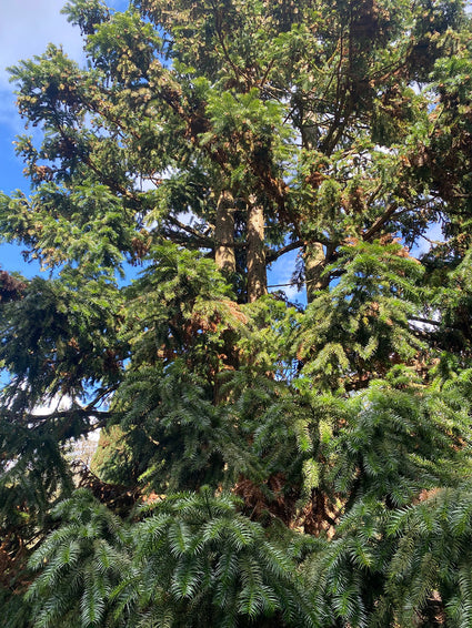 Sikkelden - Cunninghamia lanceolata