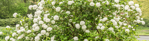 Sneeuwbal - Viburnum carlesii in bloei