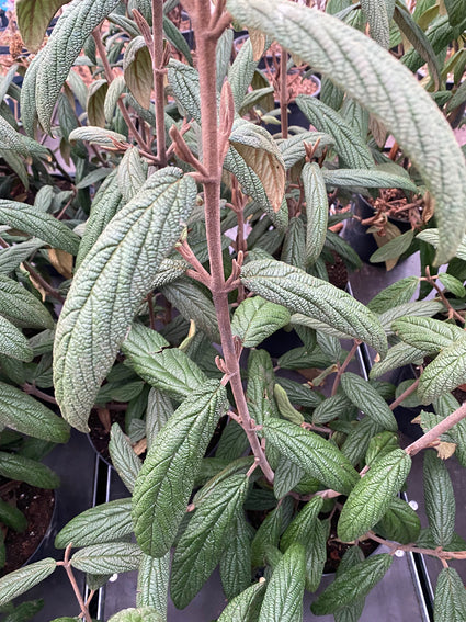 Sneeuwbal - viburnum rhytidophyllum 'Holland'