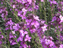 Steenraket - Erysimum linifolium 'Bowles Mauve' 