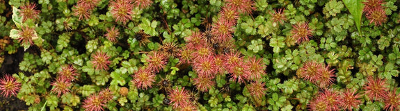 stekelnootje-anserinifolia.jpeg
